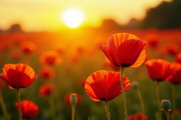 Vibrant poppy flowers glowing in golden sunset light, colorful, beautiful, nature