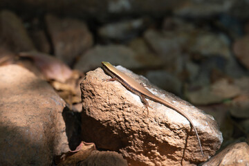 Skink or mabuya multifasciata lizard at the jungle of Goa, India, reptile sunbathing on a stone, tropic animal