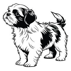 Monochrome Fluffy Shih Tzu Puppy Portrait, Outline on White Background