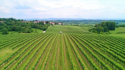 Rows of grapevines stretching into the horizon, a farmer checking grapes for ripeness
