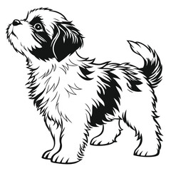 Adorable Shih Tzu Puppy Standing, Looking Upward Black and White Line Art Sketch