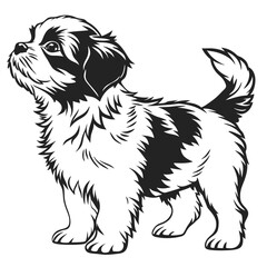 Shih Tzu Puppy, Black and White Breed, Looking Upward, Small Dog Silhouette, Outline