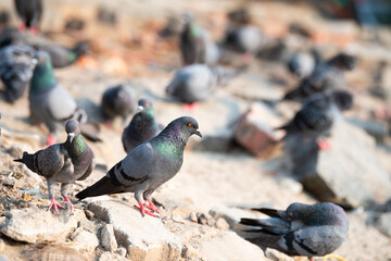 Rock Pigeon sitting on a stone, wildlife bird in nature, rock dove or Columba livia, widespread common animal in India 