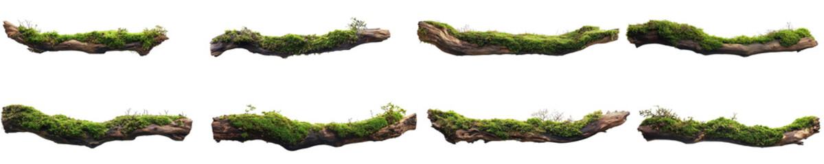 mossy branches set, isolated on transparent background