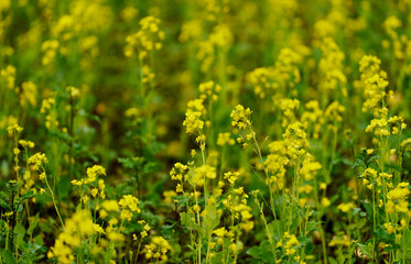 Close-up of Blooming Rapeseed Flowers in a Spring Field in Japan