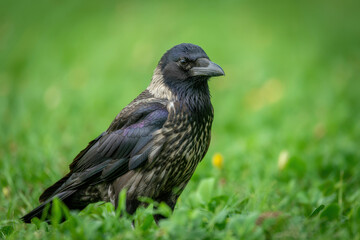Majestic Crow Standing Proudly on Lush Green Grass Under Natural Light