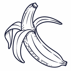 hand drawn illustration of banana
