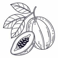 vector illustration of a fruit