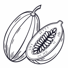 vector illustration of a melon
