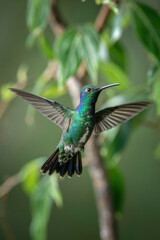Graceful Hummingbird in Flight with Iridescent Plumage Among Lush Greenery
