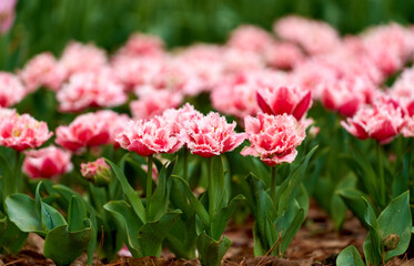 Fringed Pink Tulips in Bloom – Close-Up of Elegant Spring Blossoms