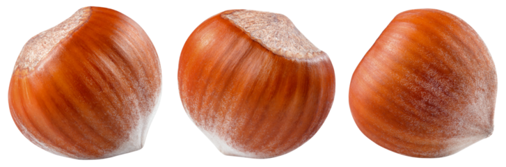 Hazelnut isolated png. Unpeeled hazelnut on white or transparent background. Perfect retouched forest filbert nut with shell no background. Transparent png collection. Full depth of field.
