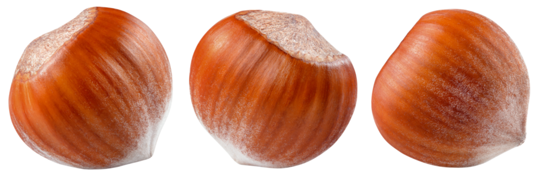 Hazelnut isolated png. Unpeeled hazelnut on white or transparent background. Perfect retouched forest filbert nut with shell no background. Transparent png collection. Full depth of field.