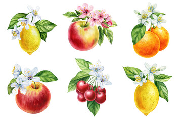 Watercolor citrus lemon orange apple cherry with spring blossom flowers and green leaves fruit collection illustration