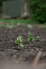 bean sprout in the garden