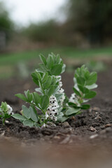 bean sprout in the garden