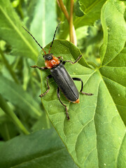 Colorful beetle perched on a green leaf showcasing nature's beauty and biodiversity in the ecosystem concept