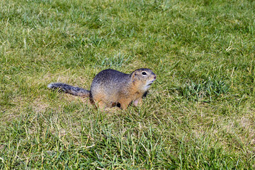 Ground squirrel foraging on green grass in a natural habitat showcasing wildlife behavior and ecology concept