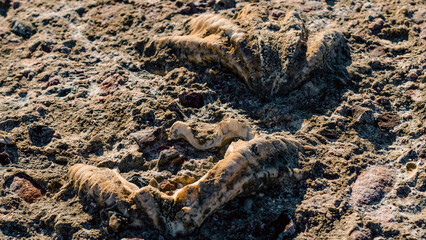 excavated shell grew into stone close up