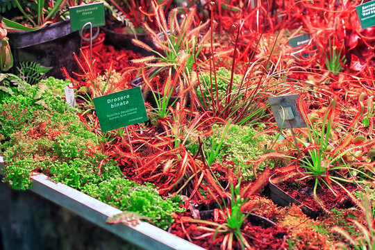 Red sundews Drosera binata carnivorous plants grow in greenhouse