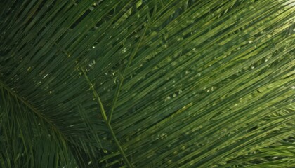 Intricate palm leaf detail, sunlight illuminating texture, vibrant green hues ,  flora,  growth,  tropical