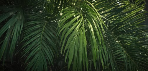 Deep green palm leaf, rich texture, sunlight highlights ,  vegetation,  wallpaper,  exotic