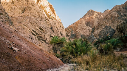 mountain landscape with palm trees and plants in the desert of Egypt Dahab