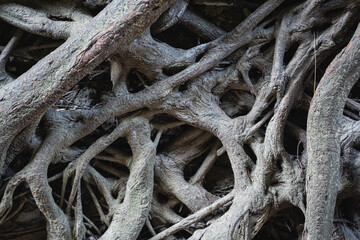 Close-up of intricate root texture — showcasing the organic patterns and earthy details of plant roots.