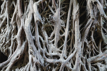 Close-up of intricate root texture — showcasing the organic patterns and earthy details of plant roots.