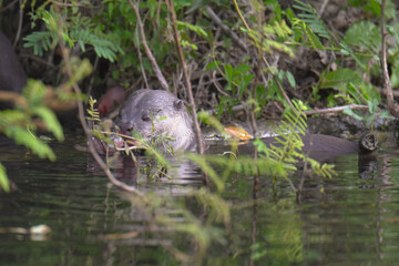 smooth-coated (Lutrogale perspicillata) watching in the forest.	
