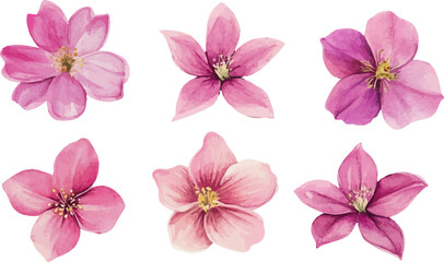 Obraz premium pink flowers isolated on white