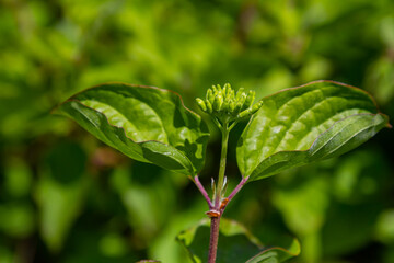 Cornus sanguinea red dog plant with flower and full leaf. Cornus drummondii, with tiny white flowers. Flowering shrub of Cornus controversy in the spring garden