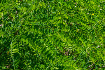 Common robinia, Robinia pseudoacacia with white flowers on the tree