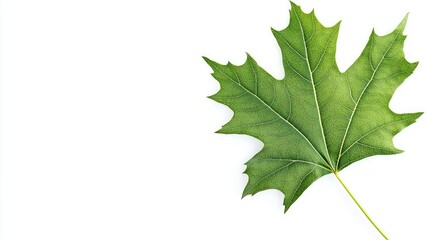 Two Lush Green Tropical Leaves , Single Green Leaf on a White Background 