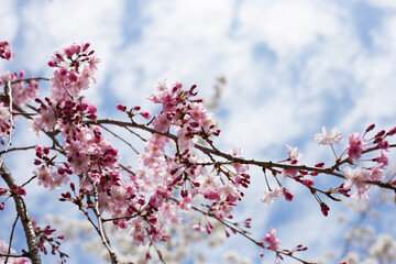 Cherry blossom branches against blue sky