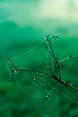plant and spider web in the morning for nature background