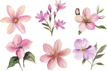 set of pink flowers