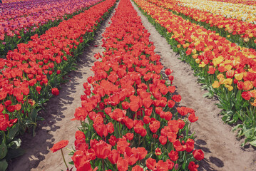 Tourists view famous tulip fields in the Netherlands. Beautiful tulip fields in spring