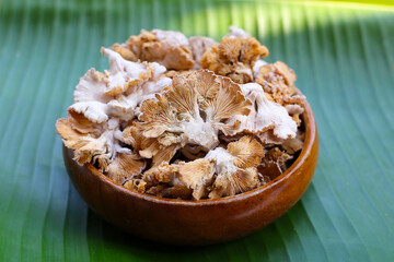 Splitgill mushroom or schizophyllum commune mushroom