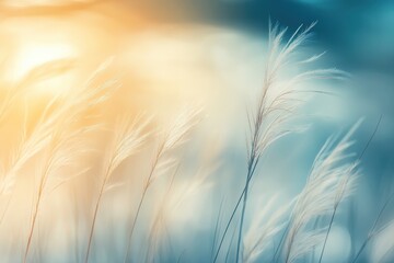 Obraz premium Soft, golden light bathes delicate grass plumes.