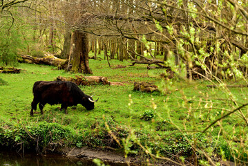 Scottish Highland Cattle outdoor