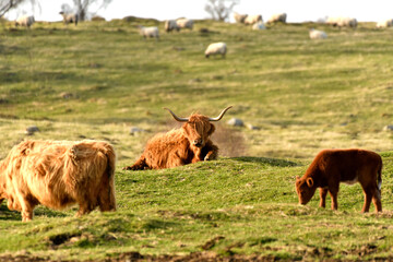 Scottish Highland Cattle outdoor
