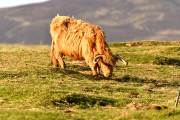 Scottish Highland Cattle outdoor