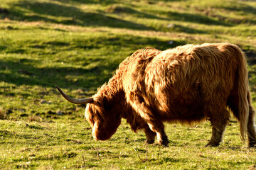 Scottish Highland Cattle outdoor