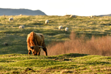 Scottish Highland Cattle outdoor