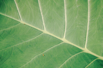 Detailed Green Leaf Texture — Macro Natural Background
