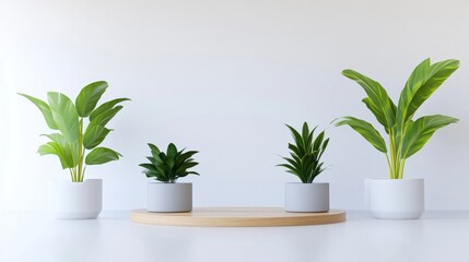 Fototapeta premium Minimalist plant display on a wooden podium. Fresh greenery in simple white and gray pots against a white backdrop. Ideal for showcasing products or highlighting the beauty of nature