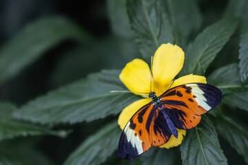 High angle view of Heliconius heca lesia or five-spotted longwing butterfly sitting on yellow flower. All on the dark green background.