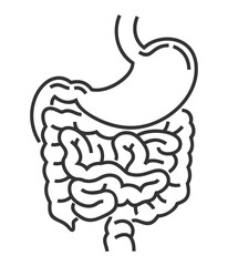 Fototapeta premium Digestive system anatomic icon in bold line