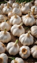 Neatly arranged garlic bulbs, showcasing their fresh appeal ,  vibrant,  allium sativum